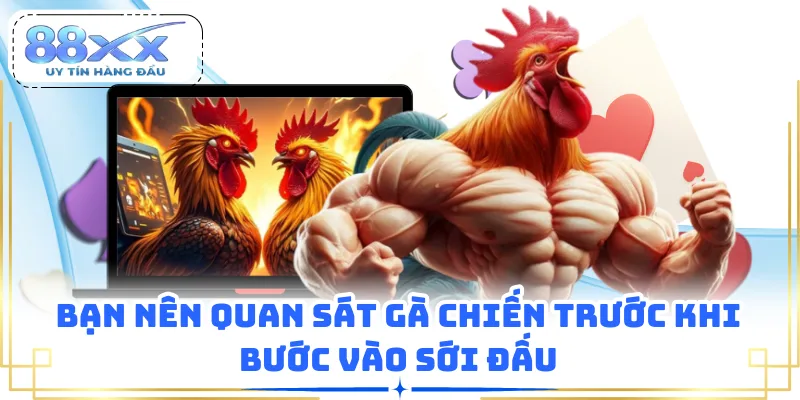 Bạn nên quan sát gà chiến trước khi bước vào sới đấu